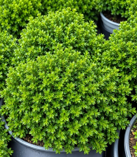Hebe ‘Emerald Green’